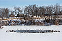 Ducks and geese huddle around a patch of open water, Arrowhead Park, Sioux Falls, SD.  The temperature was 0 degrees Fahrenheit.