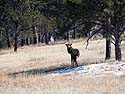 While hiking to my trail camera, I saw this elk off in the distance, Wind Cave National Park, South Dakota.