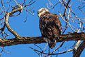 Bald eagle (juvenile), Lock and Dam 18 on the Mississippi River in Illinois.