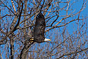 Bald eagle with fish, Lock and Dam 18 on the Mississippi River in Illinois.