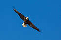 Bald eagle, Lock and Dam 18 on the Mississippi River in Illinois.