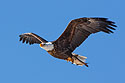 Bald eagle with fish, Lock and Dam 18 on the Mississippi River in Illinois.