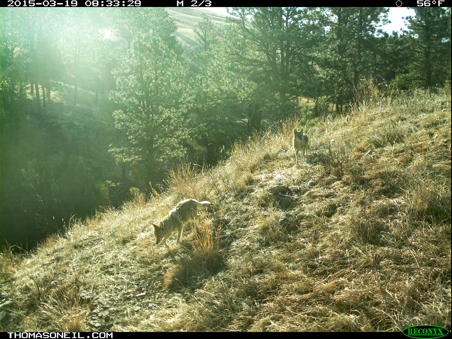 Two coyotes on trailcam, Wind Cave National Park,   Click for next photo.