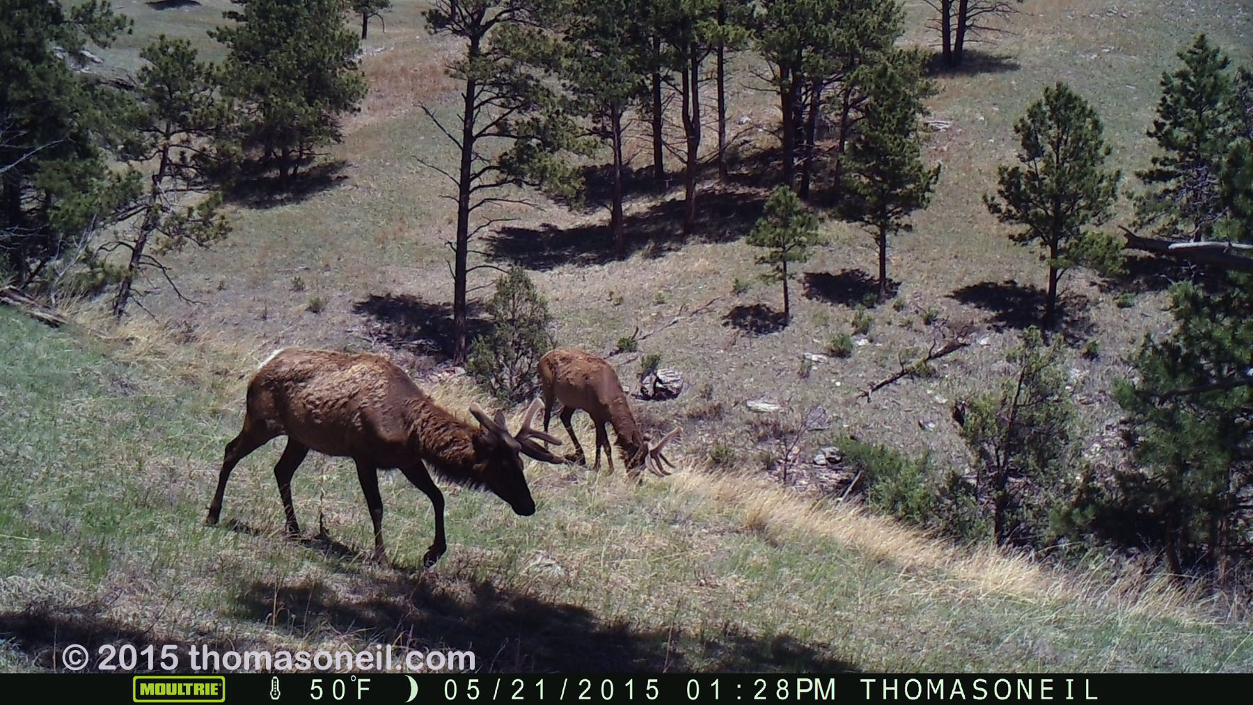 Two elk on trailcam, Wind Cave National Park.   Click for next photo.