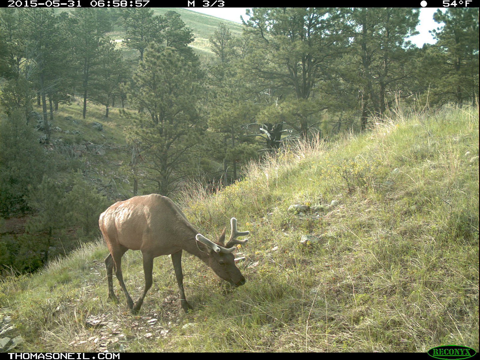 Elk on trailcam, Wind Cave National Park.   Click for next photo.