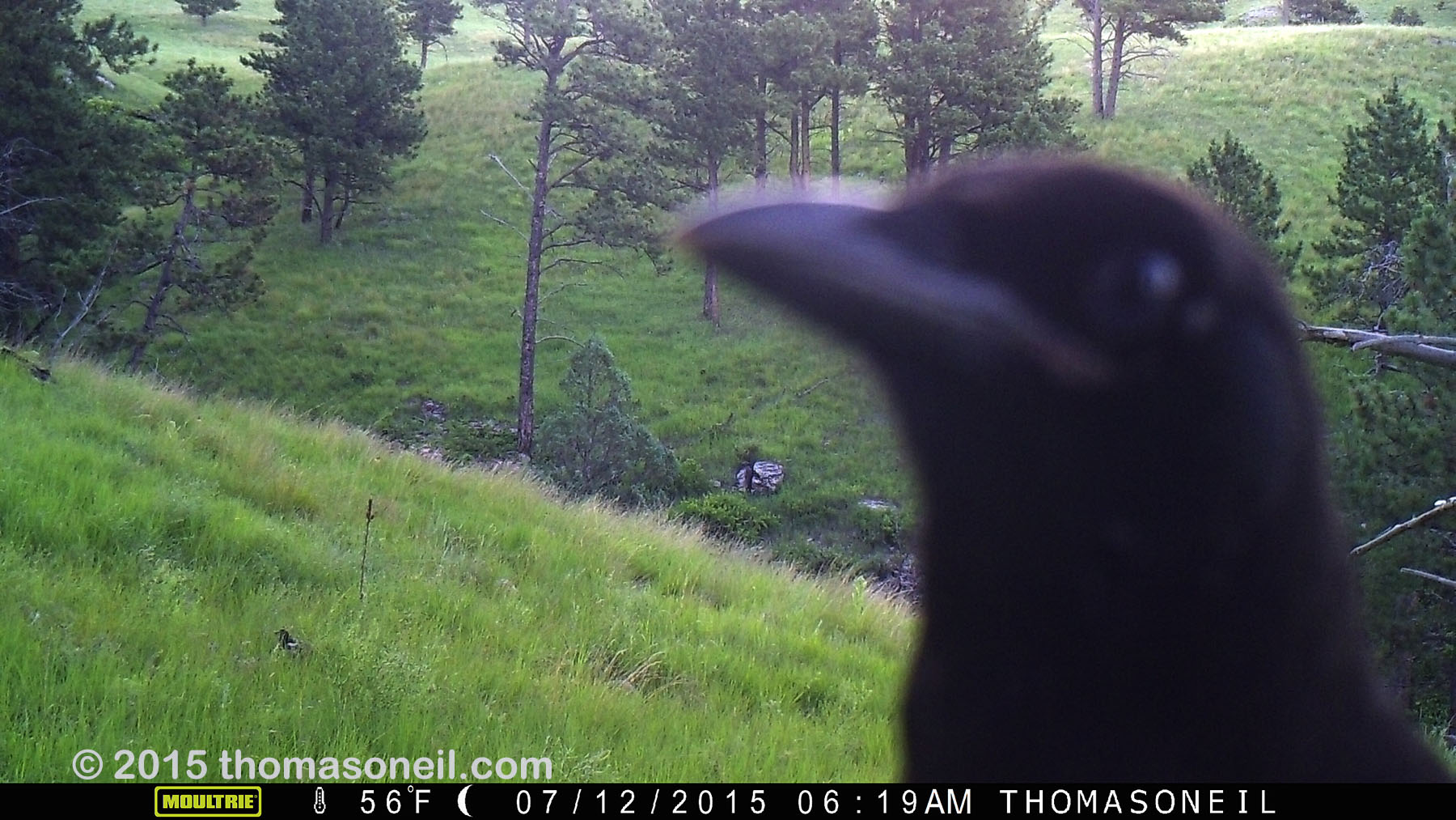 Raven getting up close with trailcam, Wind Cave National Park.   Click for next photo.