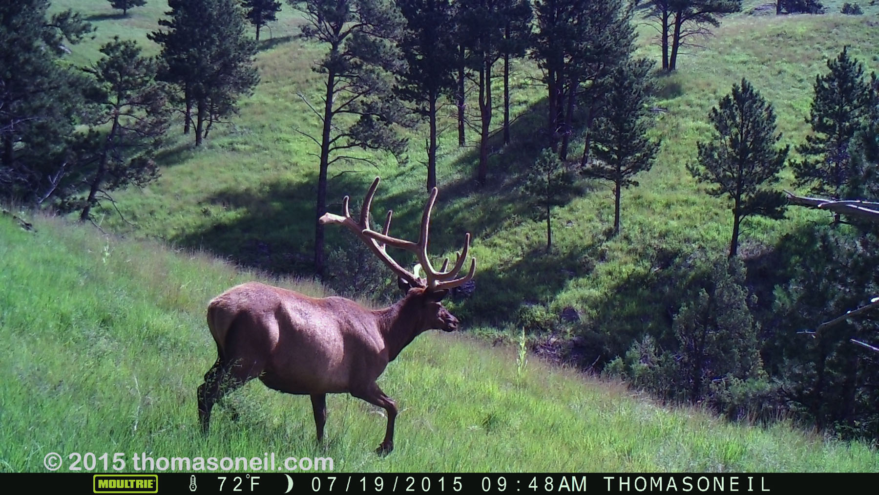 Elk on trailcam, Wind Cave National Park.   Click for next photo.