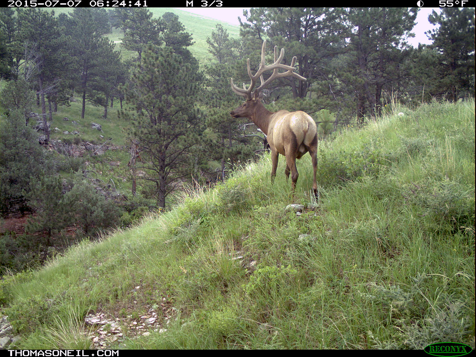 Elk scratching sequence on trailcam, 1 of 7, Wind Cave National Park.   Click for next photo.