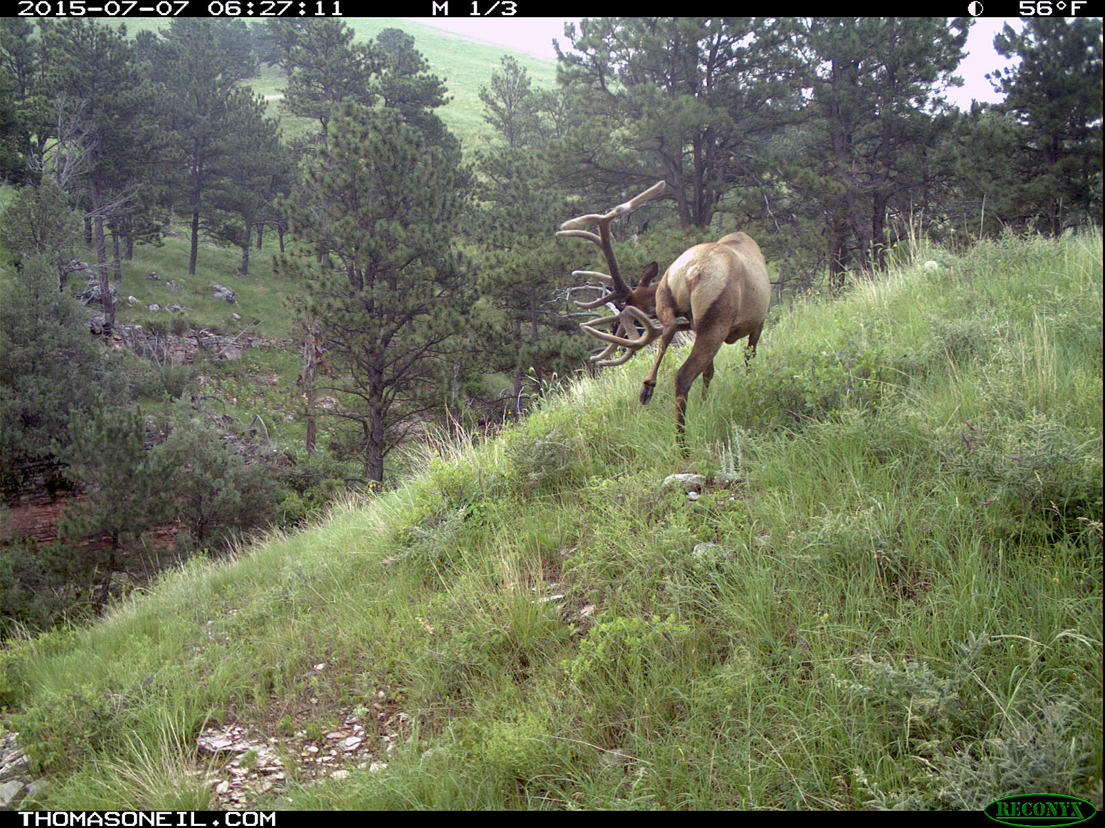 Elk scratching sequence on trailcam, 2 of 7, Wind Cave National Park.   Click for next photo.