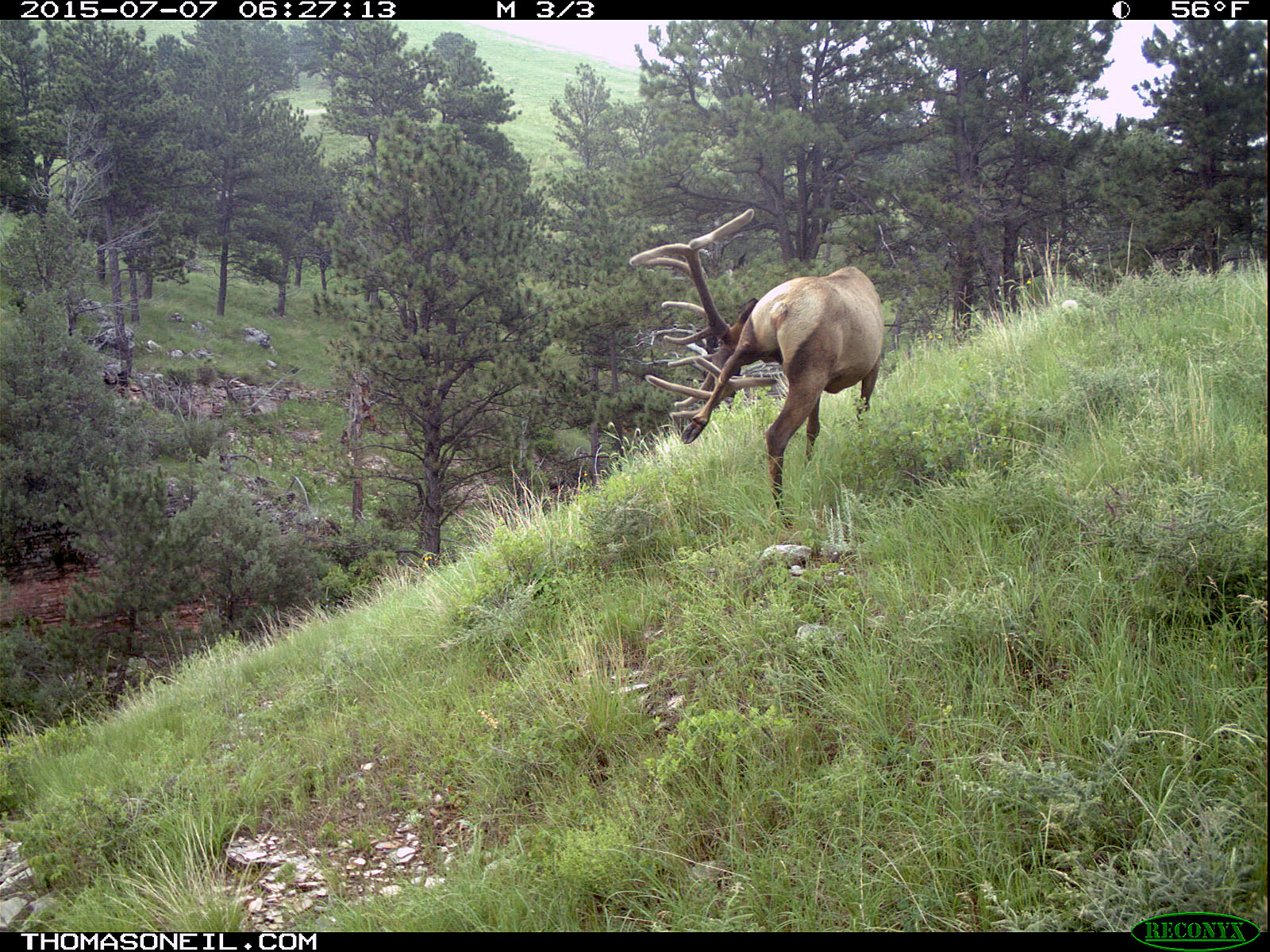 Elk scratching sequence on trailcam, 4 of 7, Wind Cave National Park.   Click for next photo.