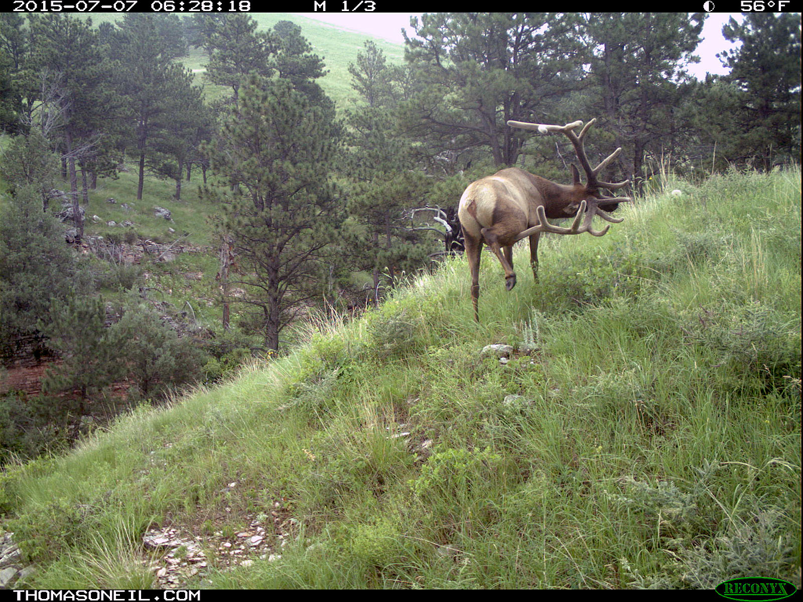 Elk scratching sequence on trailcam, 5 of 7, Wind Cave National Park.   Click for next photo.