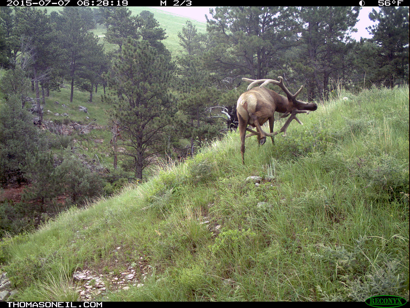 Elk scratching sequence on trailcam, 6 of 7, Wind Cave National Park.   Click for next photo.