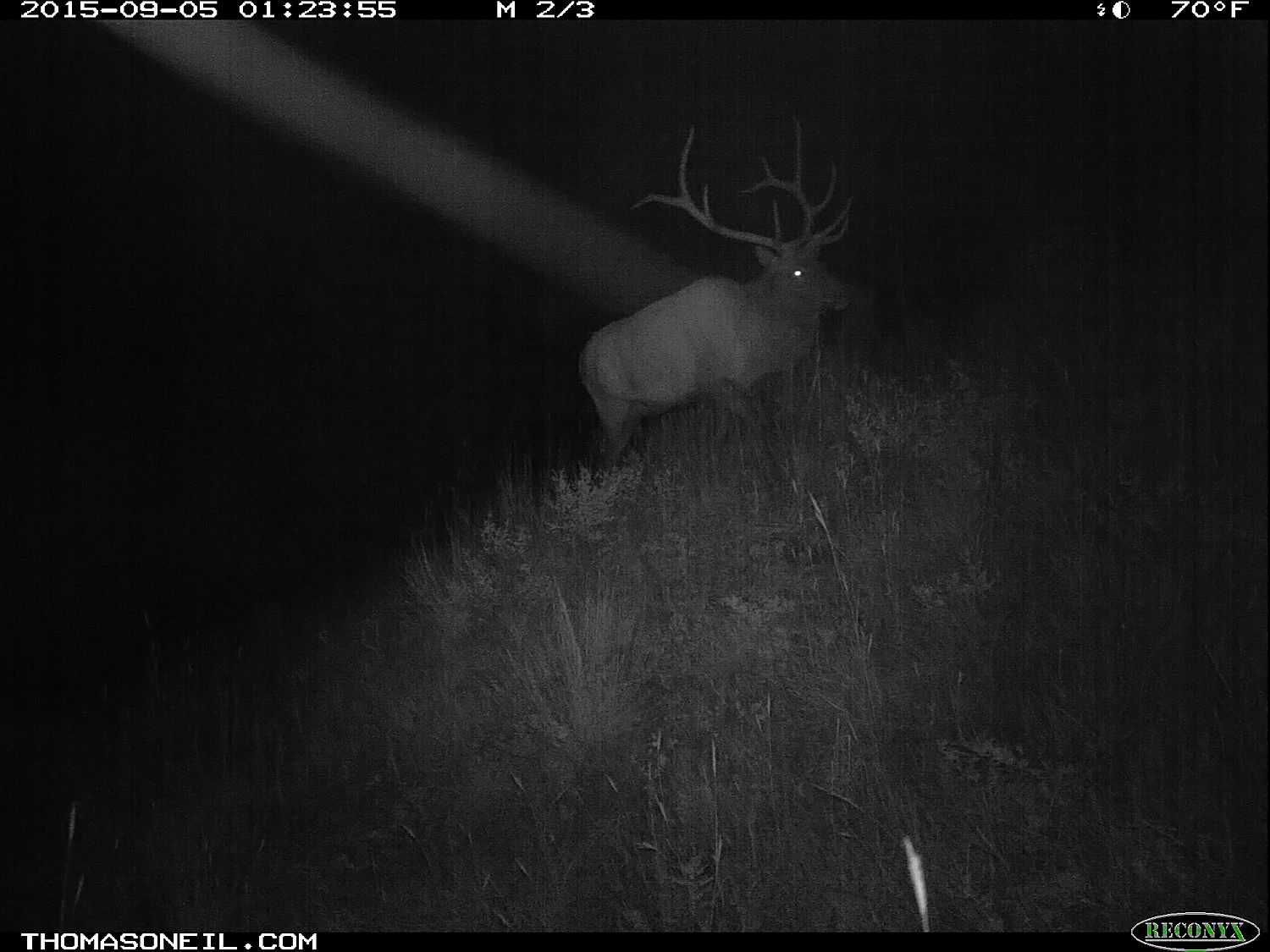 Elk on trailcam, Wind Cave National Park.   Click for next photo.