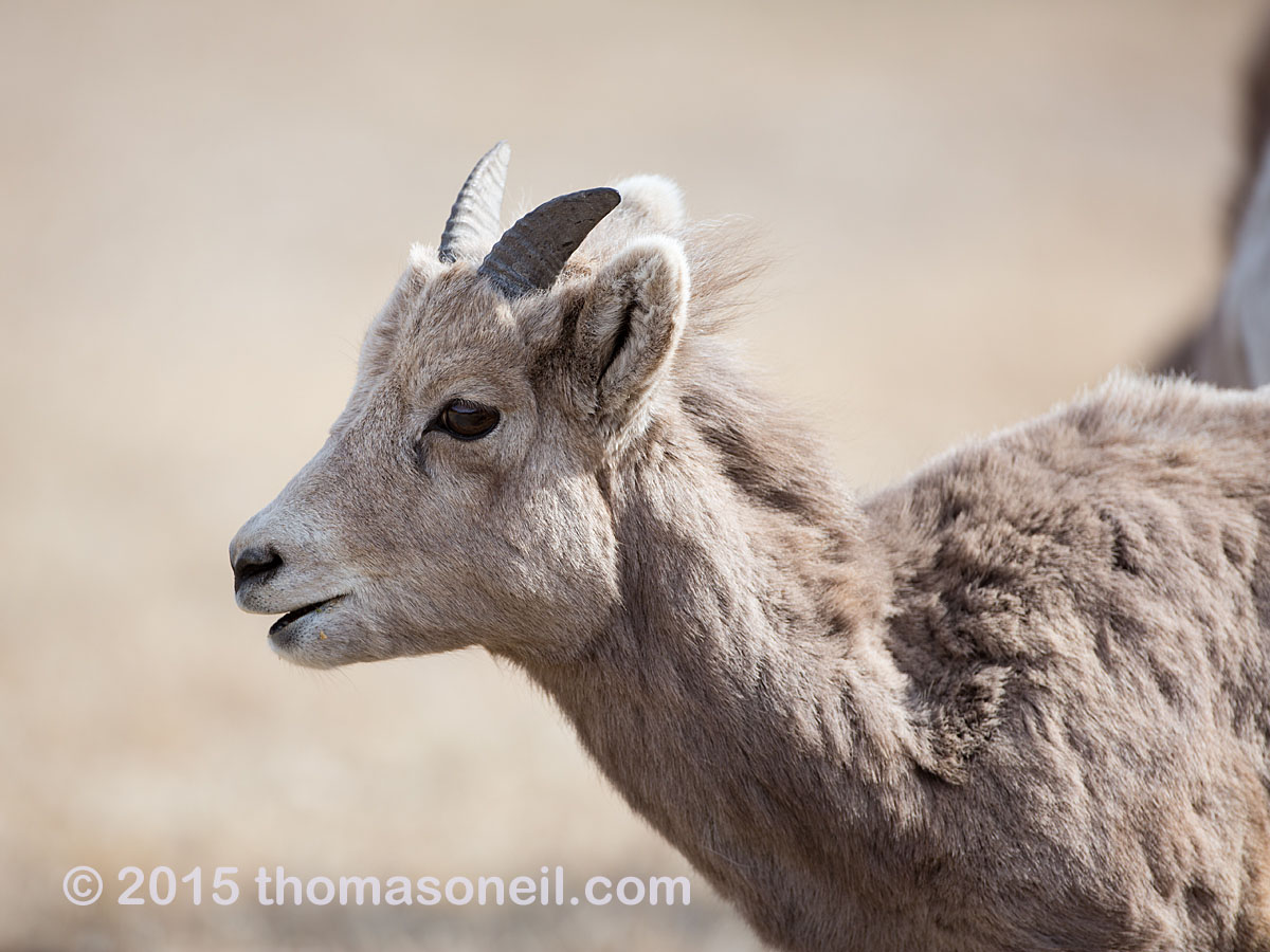 Bighorn yearling, Custer State Park.  Click for next photo.