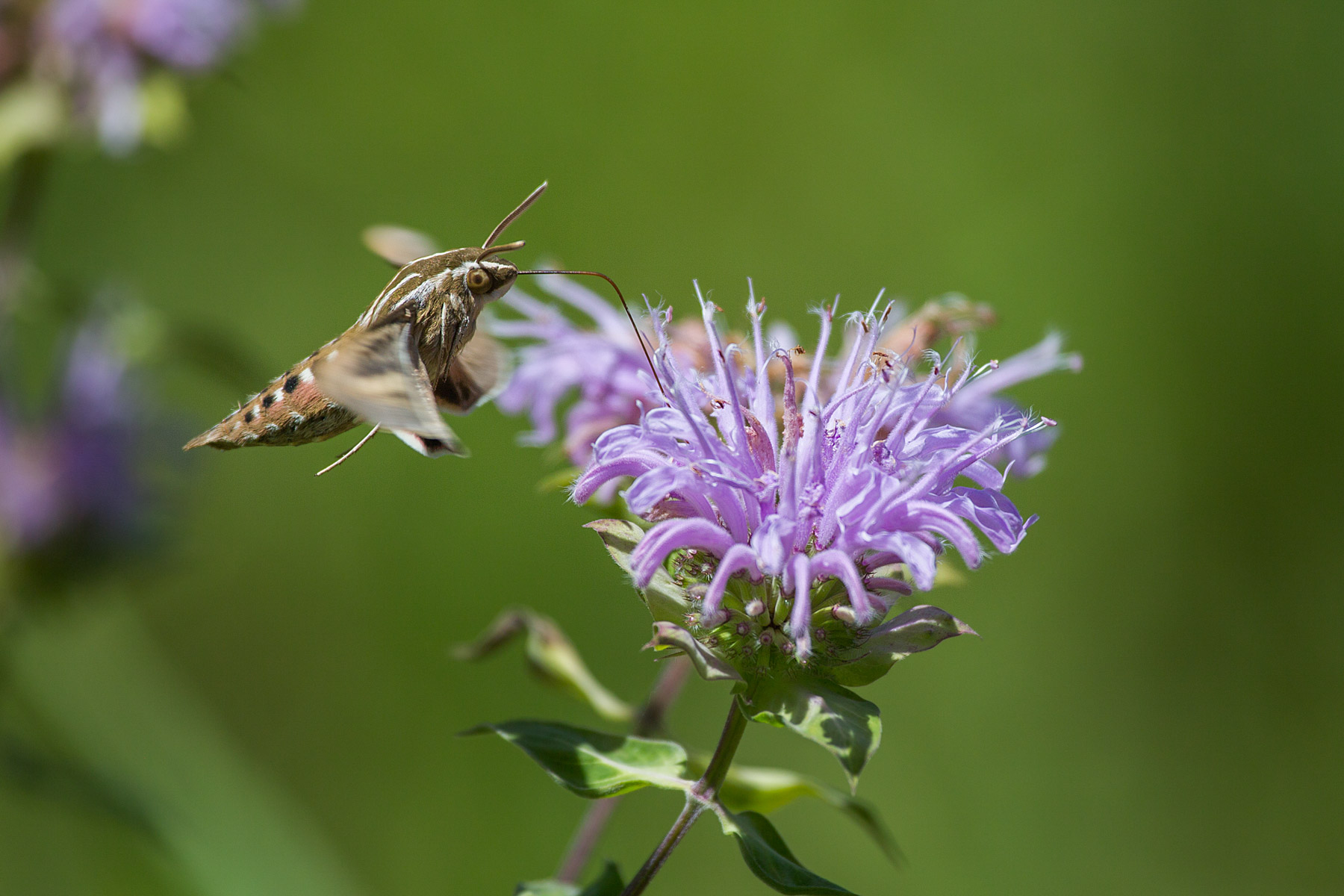 Sphinx Moth, Newton Hills State Park, SD.  Click for next photo.