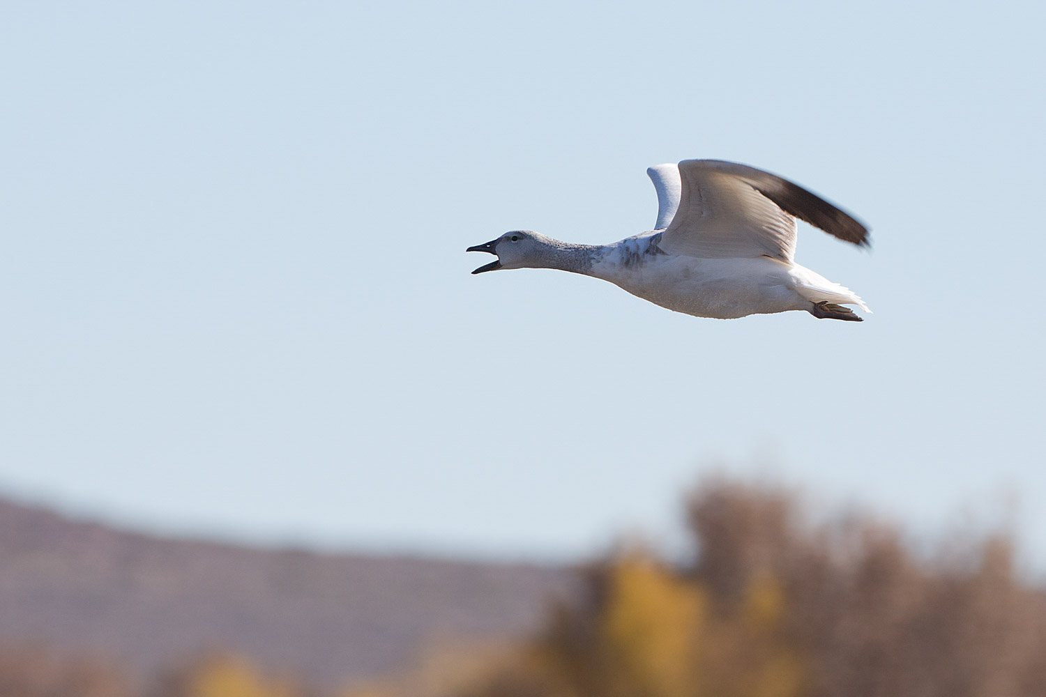 Snow goose, Bosque del Apache NWR, New Mexico  Click for next photo.