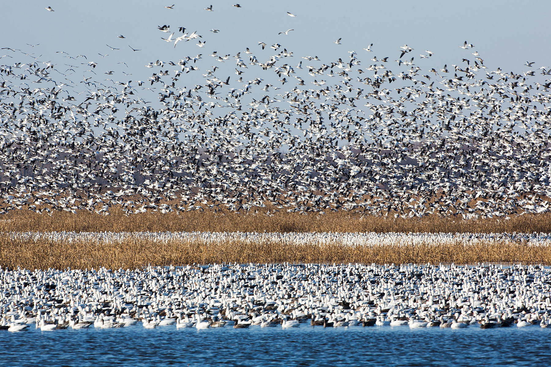 Snow geese, Squaw Creek NWR, Missouri.  Click for next photo.