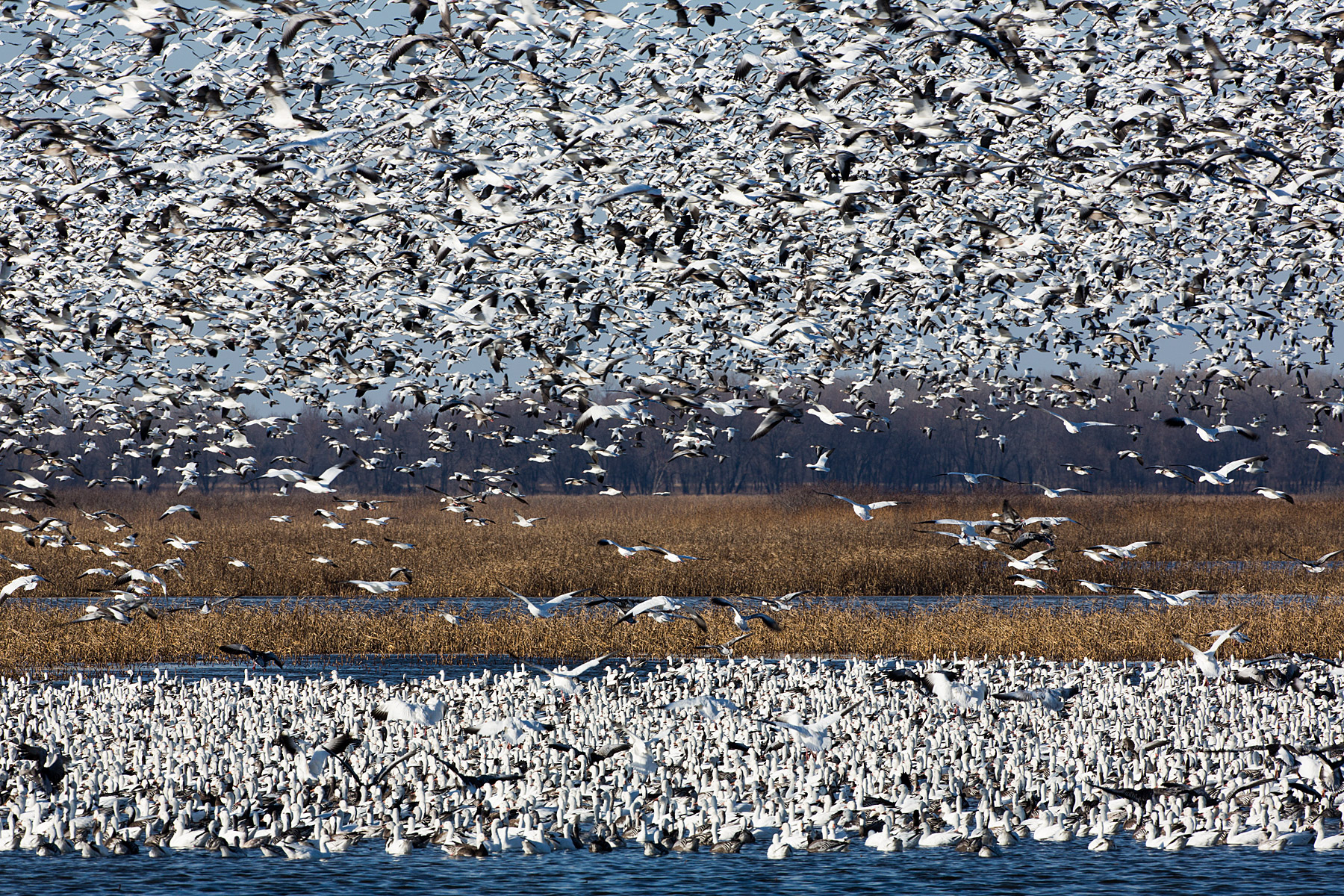 Snow geese, Squaw Creek NWR, Missouri.  Click for next photo.