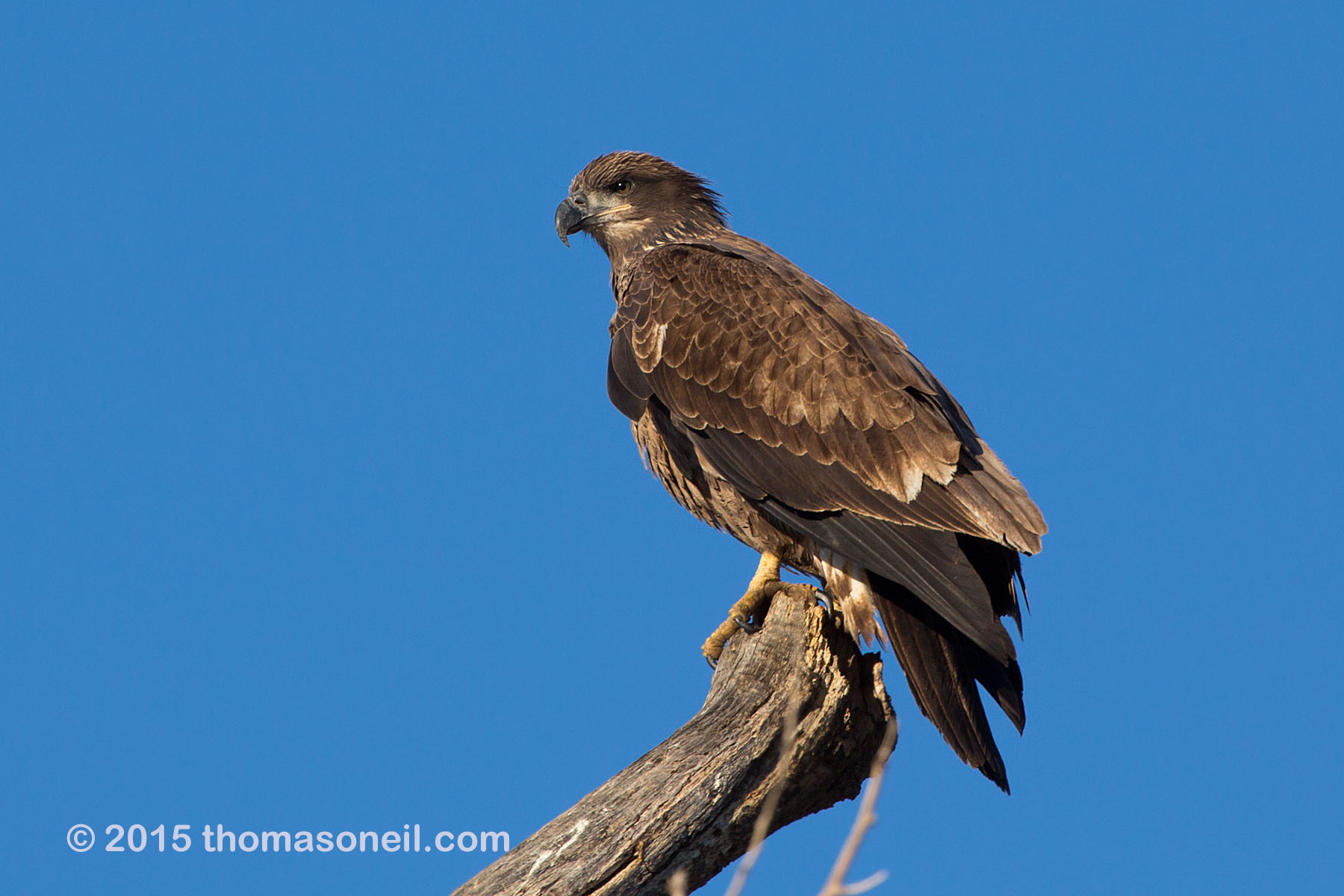 Bald eagle (juvenile), Squaw Creek NWR, Missouri, December 2015.  Click for next photo.