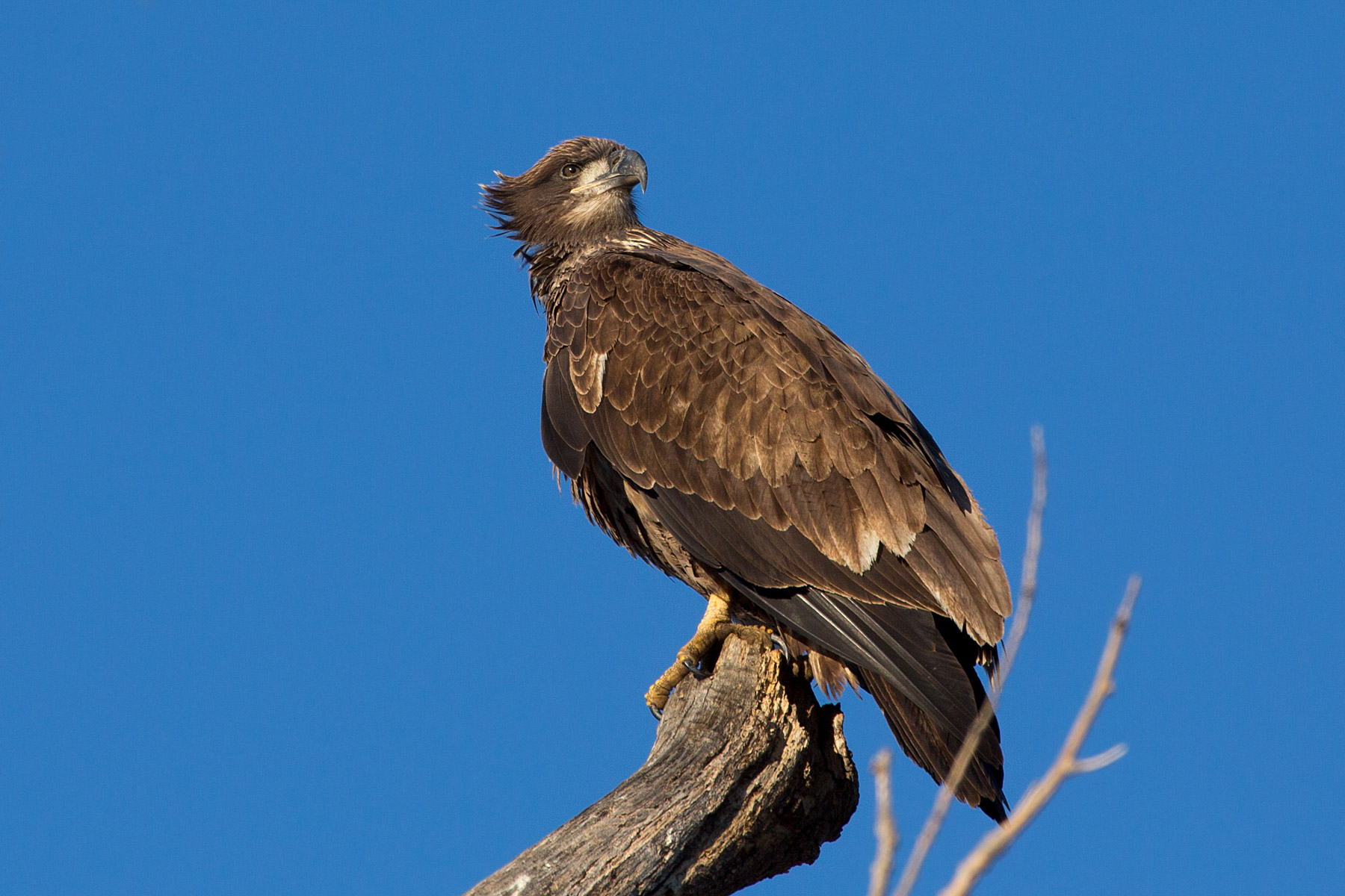 Bald eagle (juvenile), Squaw Creek NWR, Missouri.  Click for next photo.