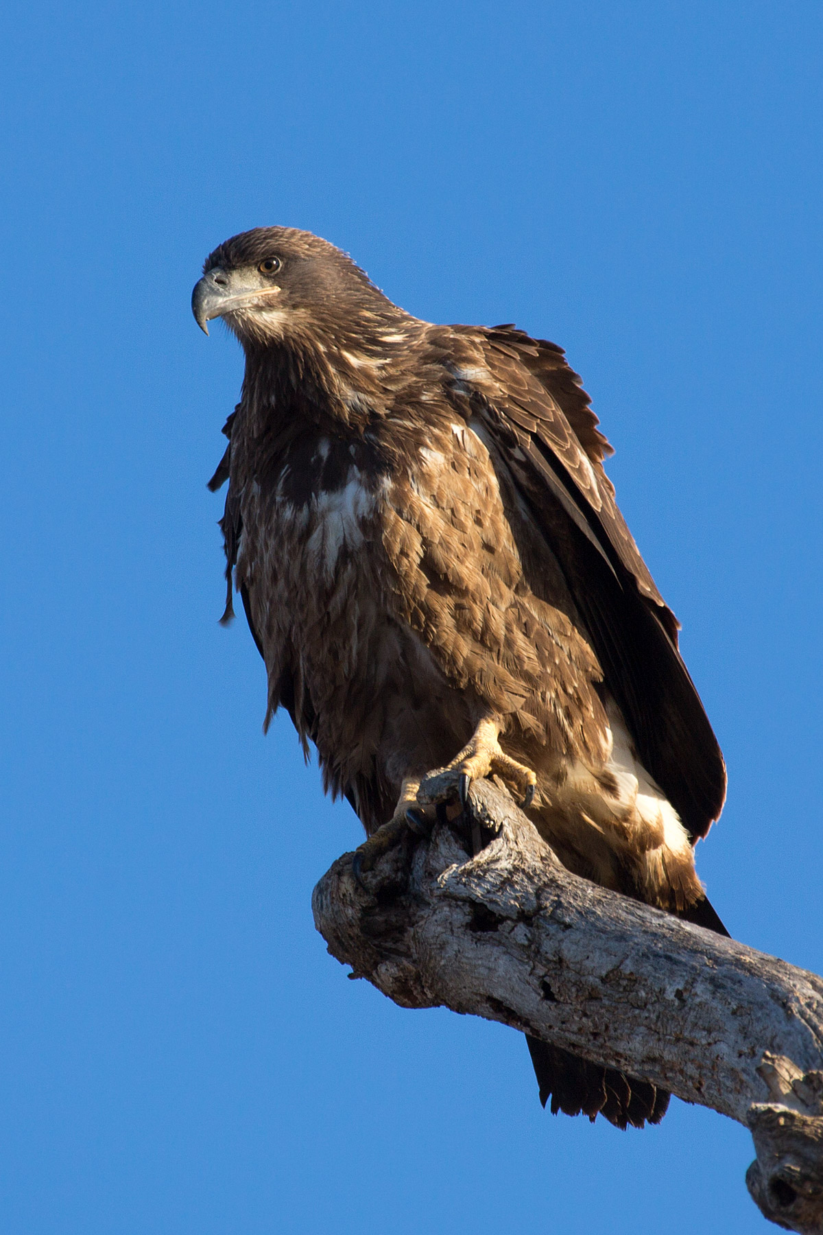 Bald eagle (juvenile), Squaw Creek NWR, Missouri.  Click for next photo.