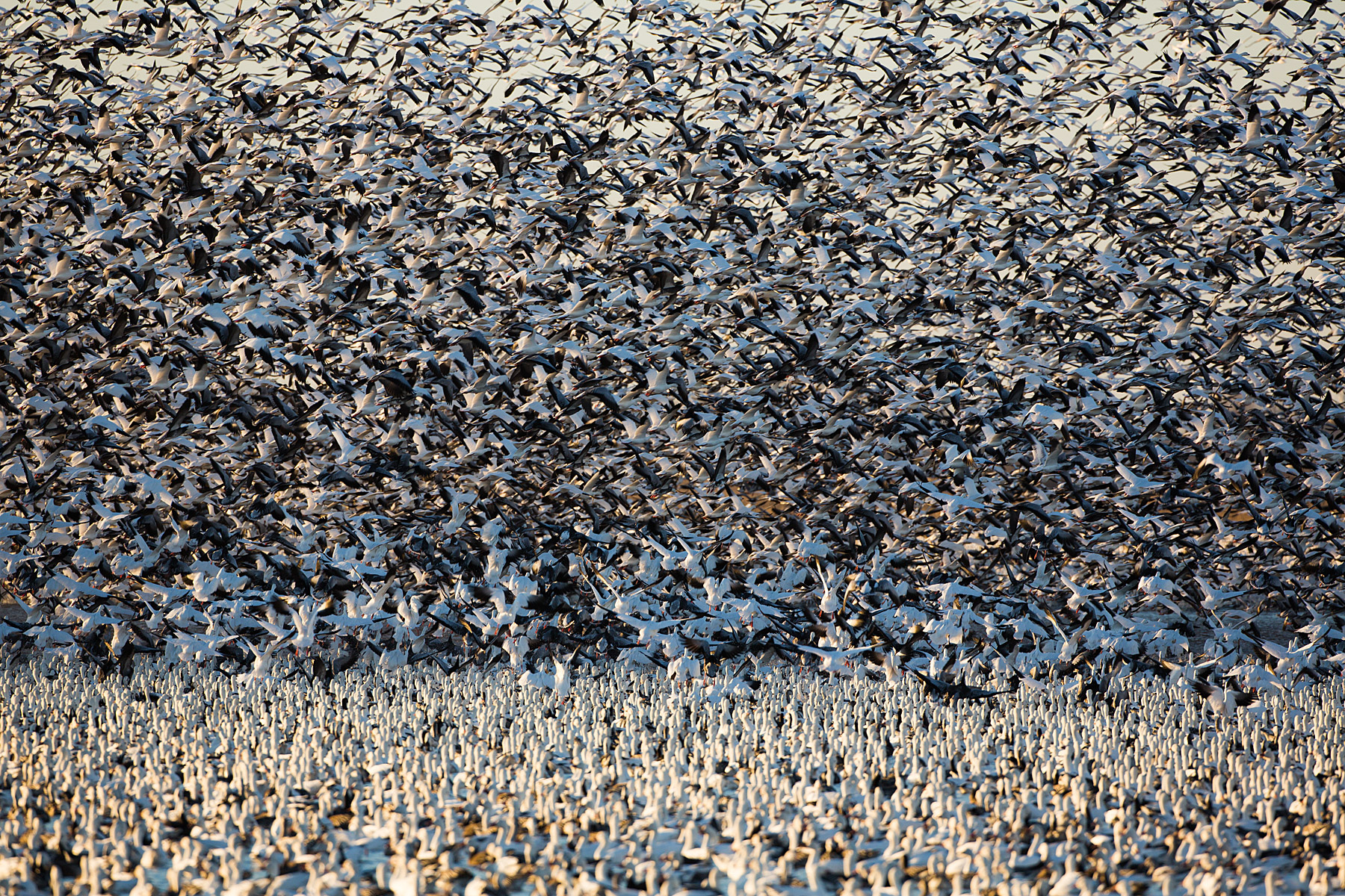Snow geese, Squaw Creek NWR, Missouri.  Click for next photo.