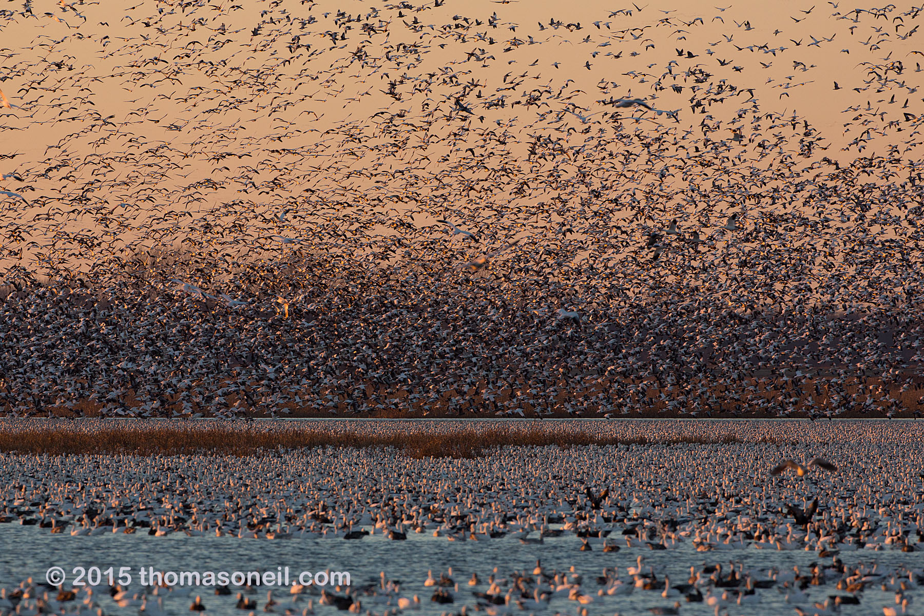 Snow geese, Squaw Creek NWR, Missouri, December 2015.  Click for next photo.