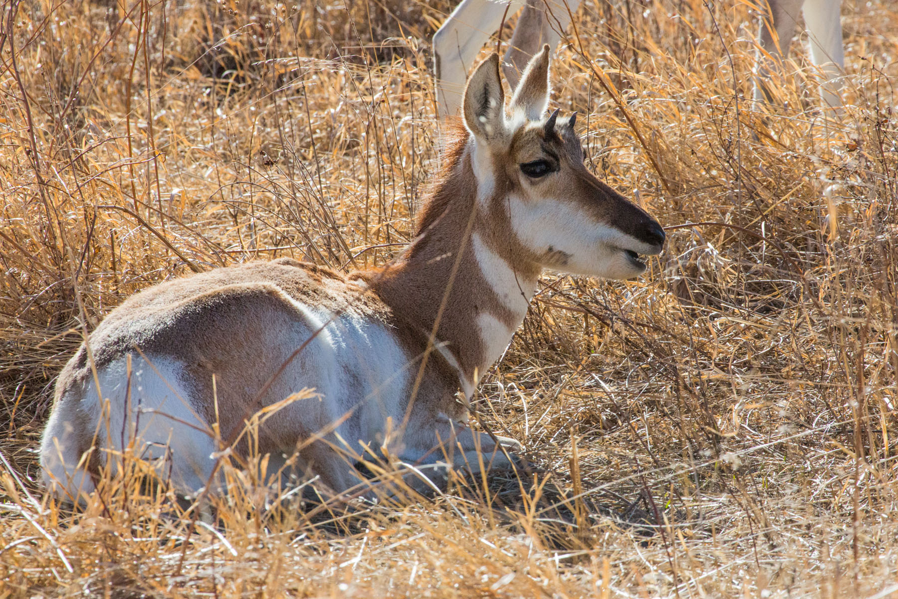 Pronghorn, Custer State Park.  Click for next photo.