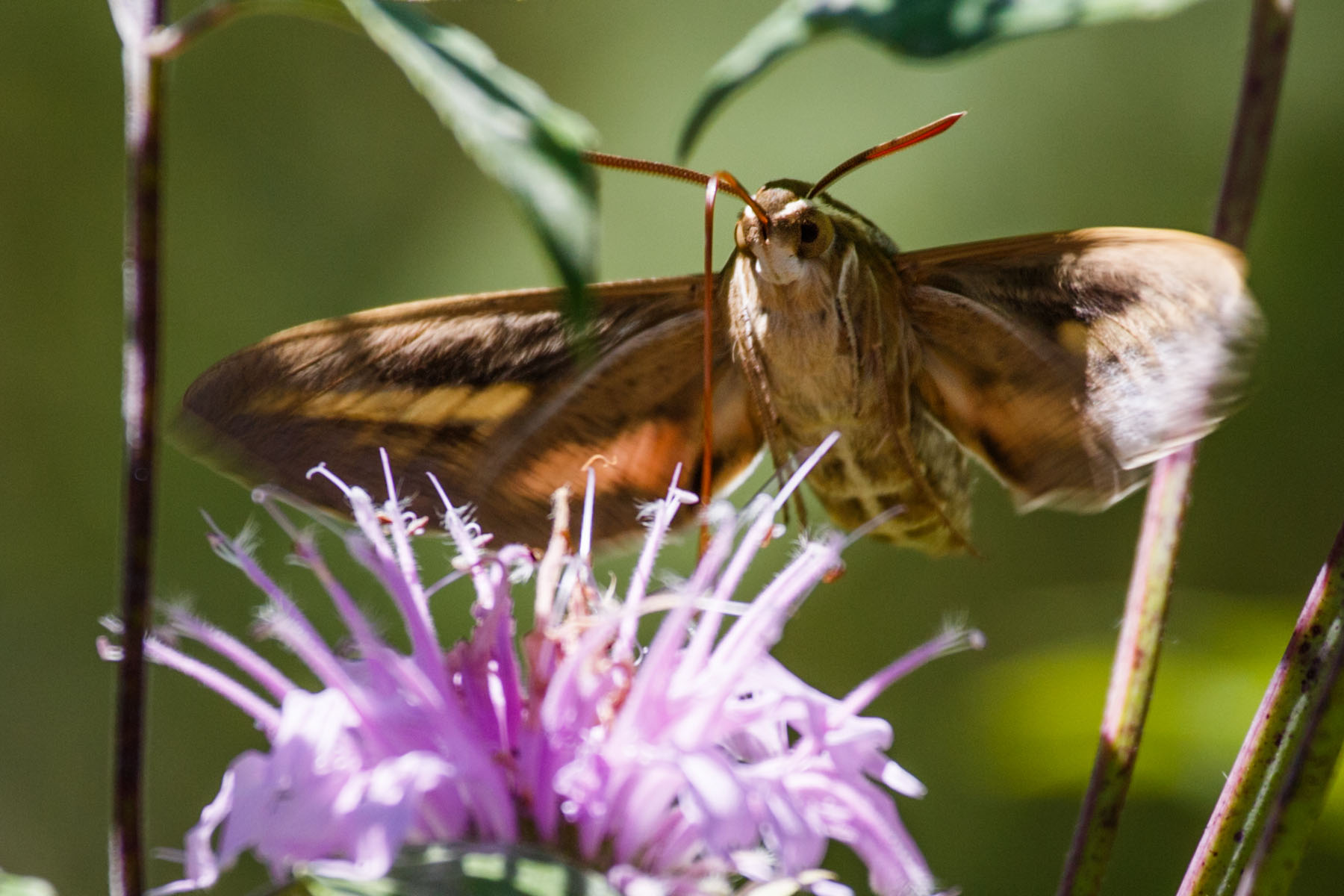 Sphinx Moth, Newton Hills State Park, SD  Click for next photo.