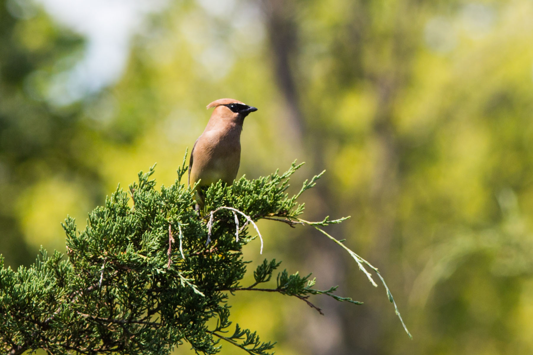 Cedar Waxwing, Newton Hills State Park, SD  Click for next photo.