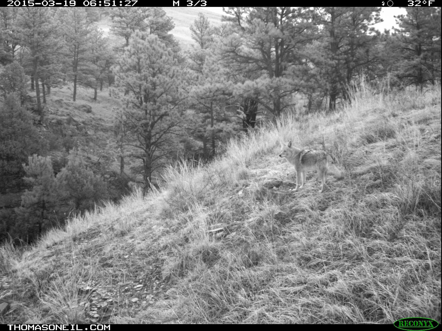 Coyotes on trailcam, Wind Cave National Park.   Click for next photo.