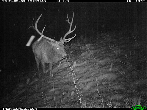 Elk on trailcam, Wind Cave National Park.