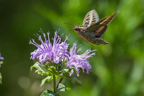 Sphinx Moth, Newton Hills State Park, SD