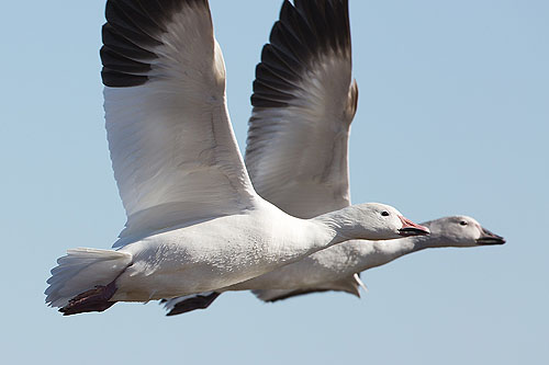 Snow geese, Bosque del Apache NWR, New Mexico