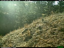 Two coyotes on trailcam, Wind Cave National Park. 