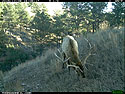 Trailcam image from Wind Cave National Park in December 2015, elk.
