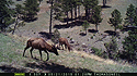 Two elk on trailcam, Wind Cave National Park. 