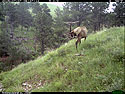 Elk scratching sequence on trailcam, 3 of 7, Wind Cave National Park. 