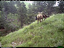 Elk scratching sequence on trailcam, 6 of 7, Wind Cave National Park. 