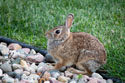 Bunny in my yard