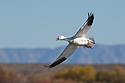 Snow goose, Bosque del Apache NWR, New Mexico