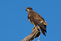 Bald eagle (juvenile), Squaw Creek NWR, Missouri.