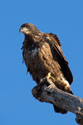 Bald eagle (juvenile), Squaw Creek NWR, Missouri.