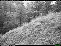 Coyotes on trailcam, Wind Cave National Park. 