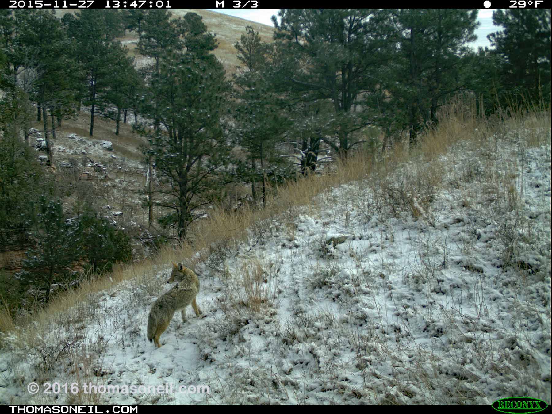 Trailcam image from Wind Cave National Park in November 2015, coyote in the snow.  Click for next photo.