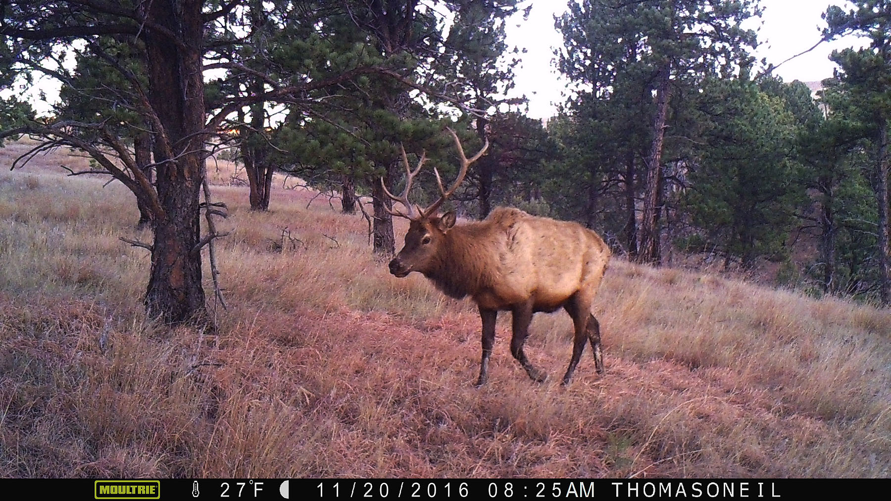 An elk on trailcam in Wind Cave National Park, SD.  Click for next photo.