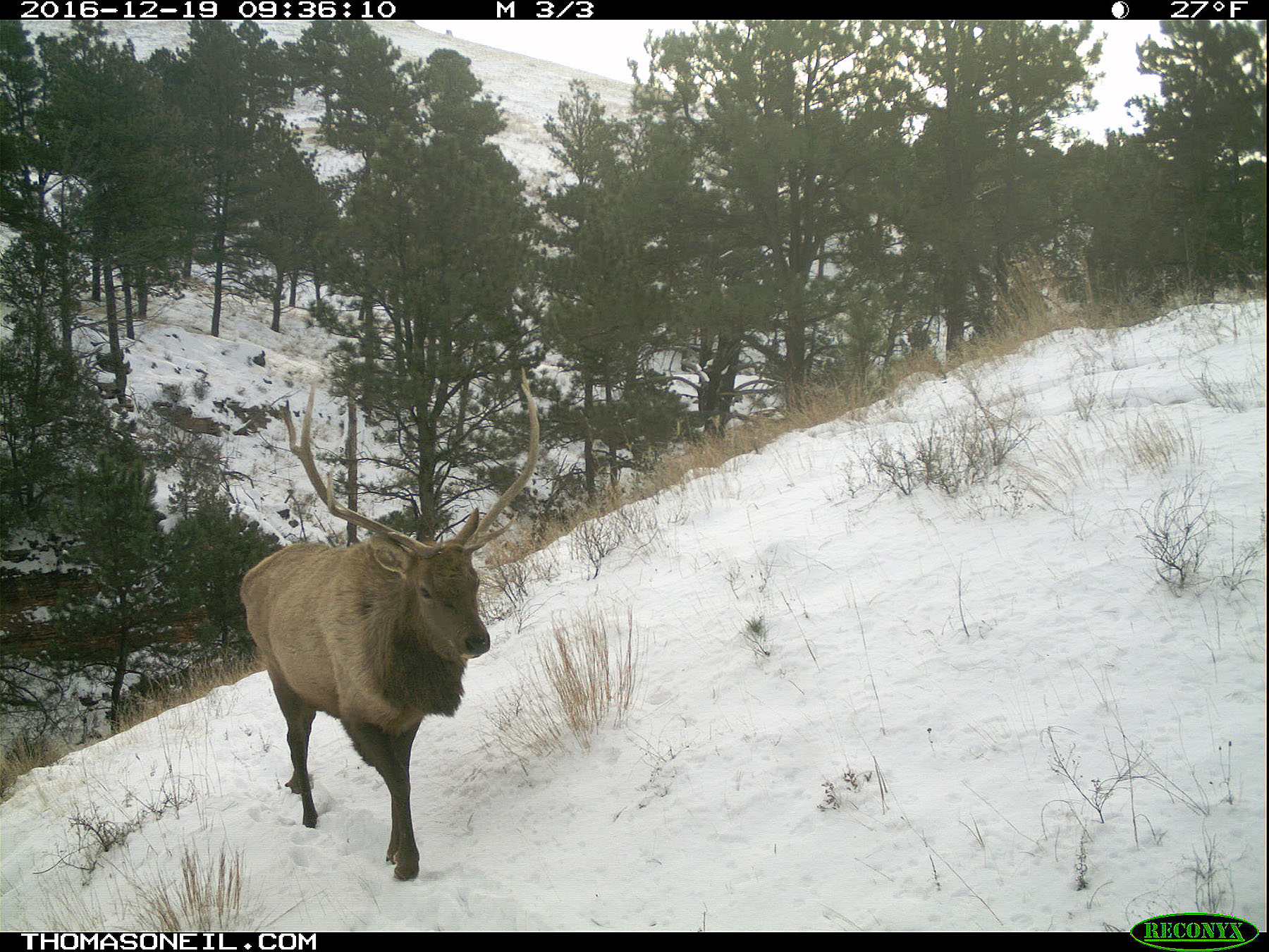 An elk on trailcam in Wind Cave National Park, SD.  Click for next photo.