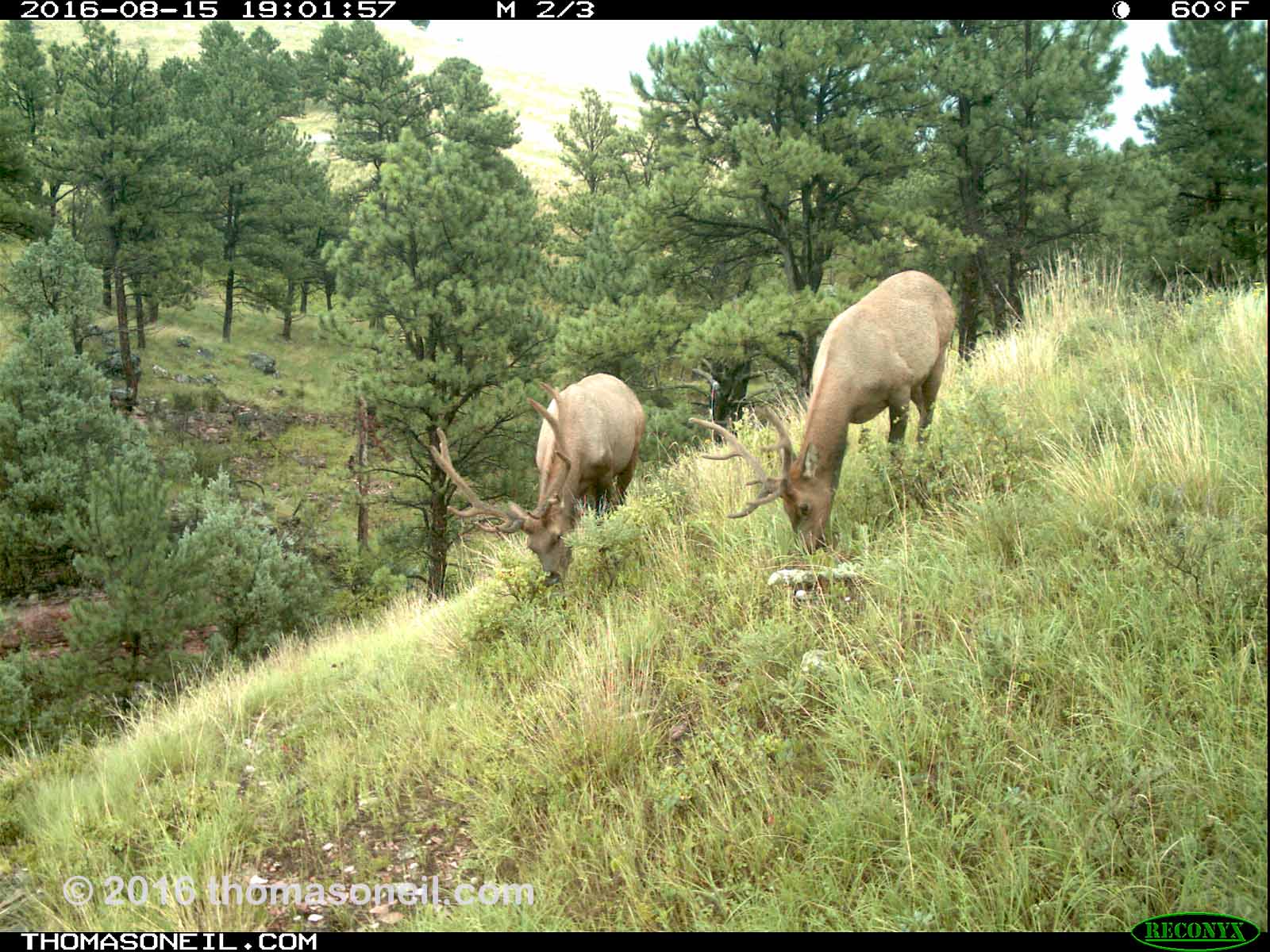 Elk on trailcam, Wind Cave National Park.  Click for next photo.
