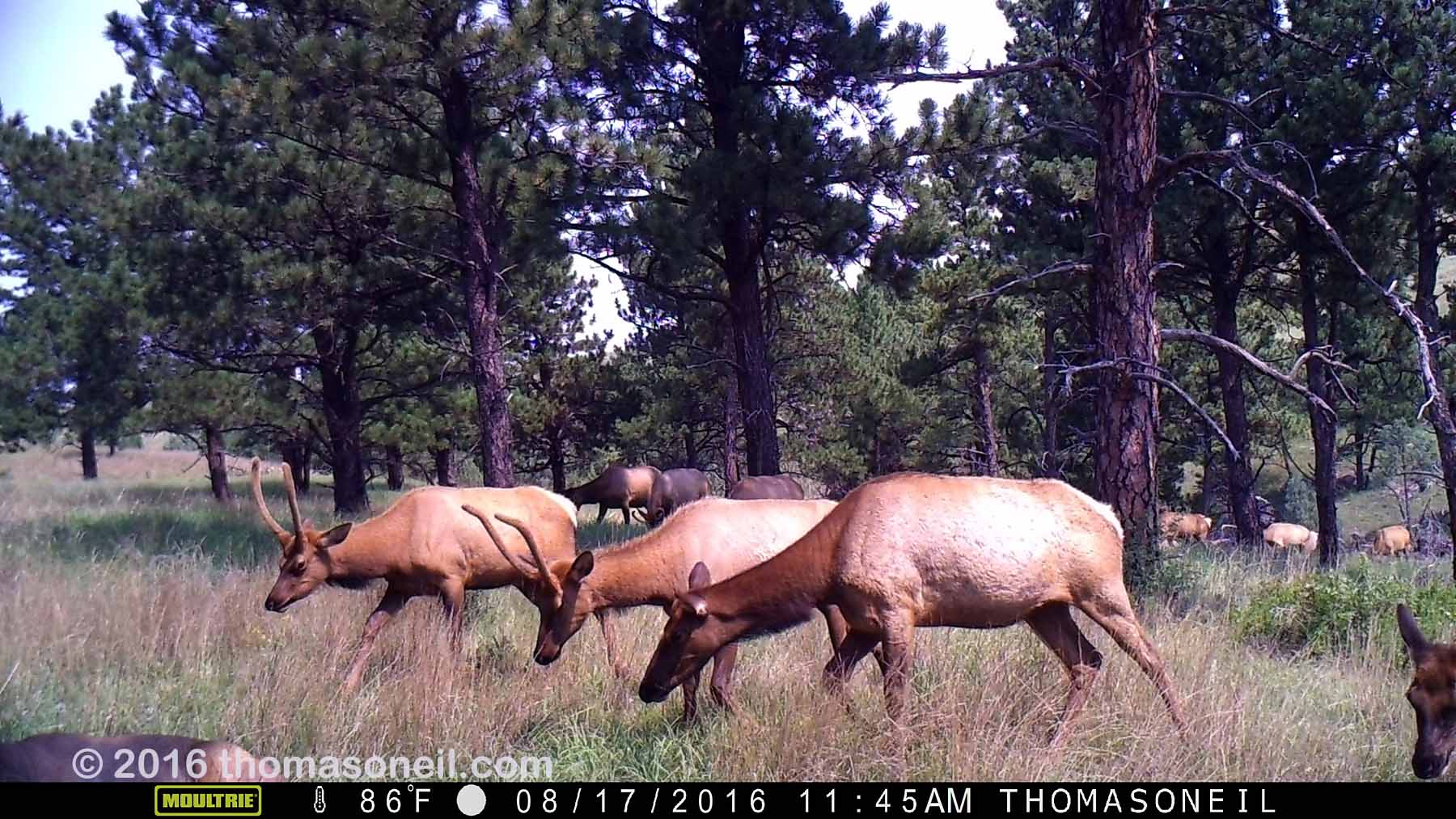 Elk on trailcam, Wind Cave National Park.  Based on other images in this sequence, I estimate more than 20 elk passed through this area at this time.  Click for next photo.