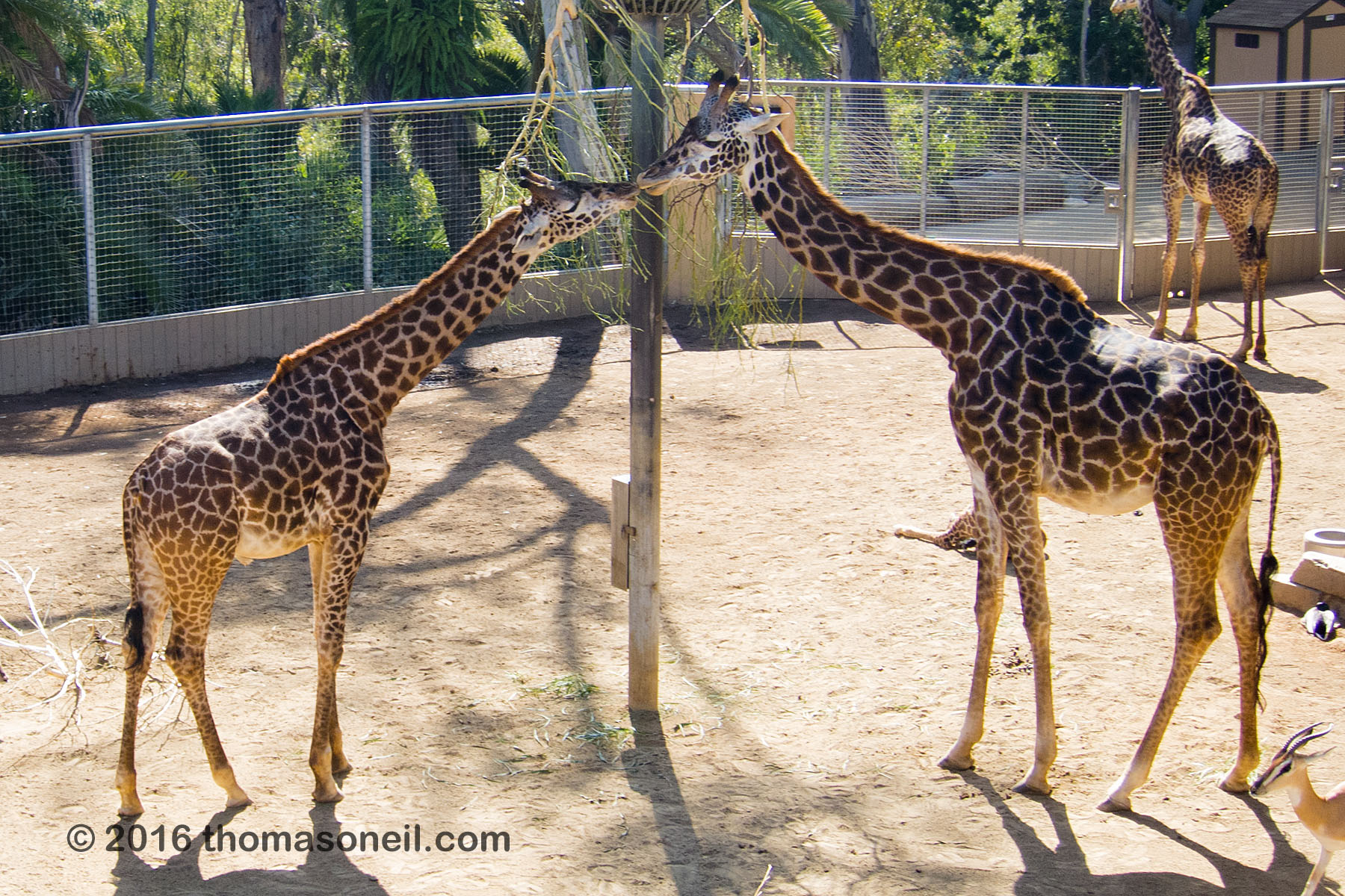 Giraffe, San Diego Zoo.  Click for next photo.